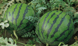 陕西吃瓜最新事件爆料,最新爆料揭秘惊人内幕”